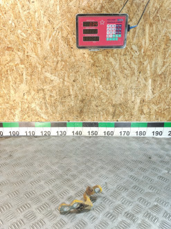 Петля двери передней правой нижняя Ford Focus 2005-2008