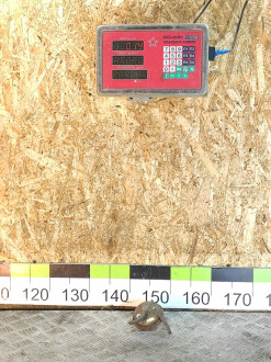 Клапан воздушный Nissan Maxima a32