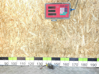 Кнопка противотуманок Nissan Micra K11