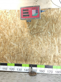 Цапфа Volkswagen Polo 1994-1999